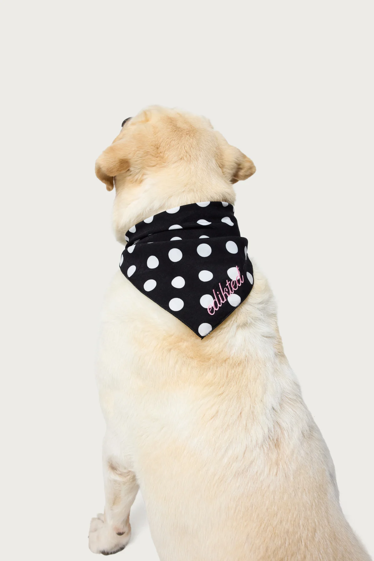Pawka Dot Edikted Pet Bandana - Image 2