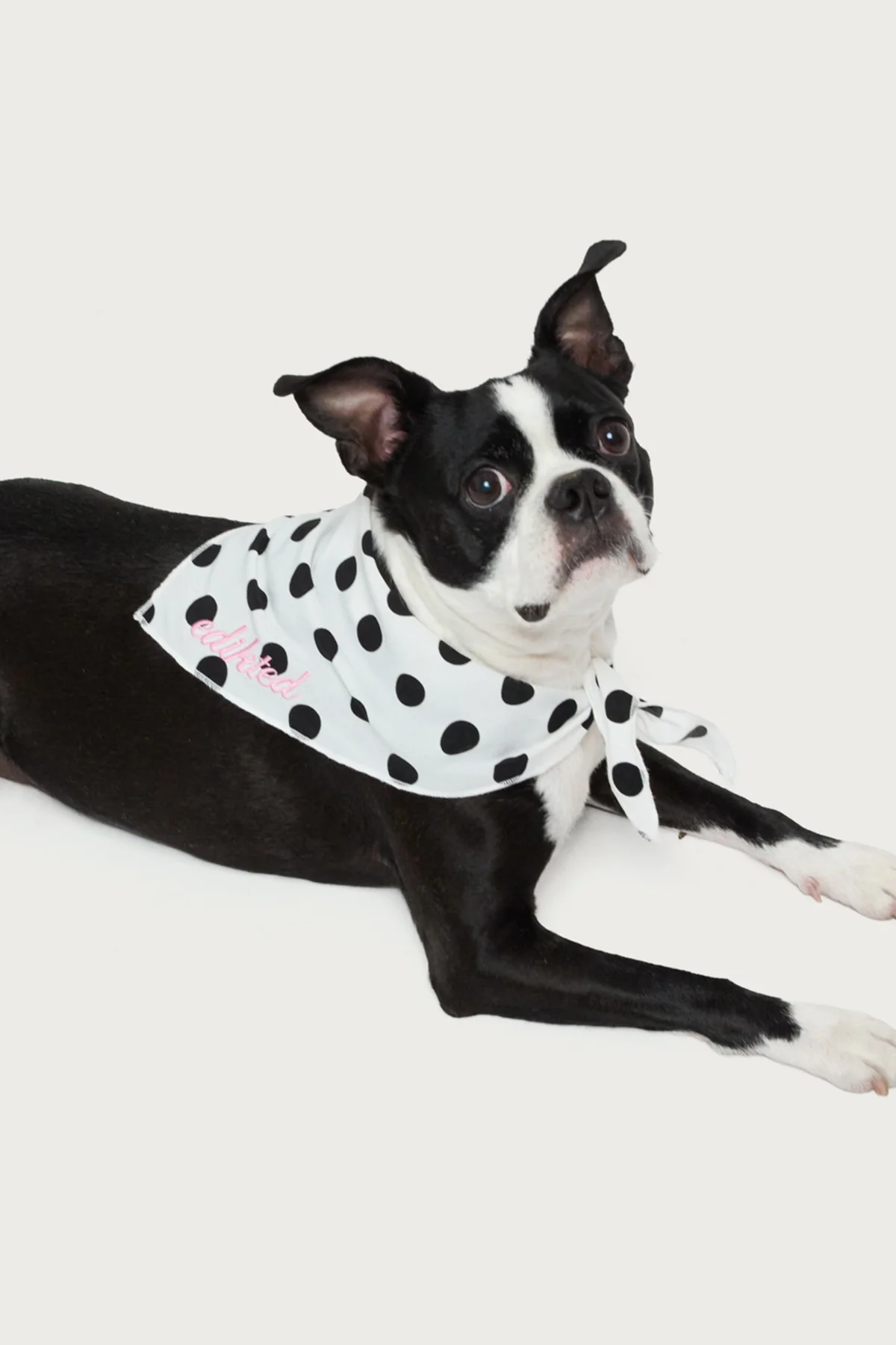 Pawka Dot Edikted Pet Bandana - Image 2