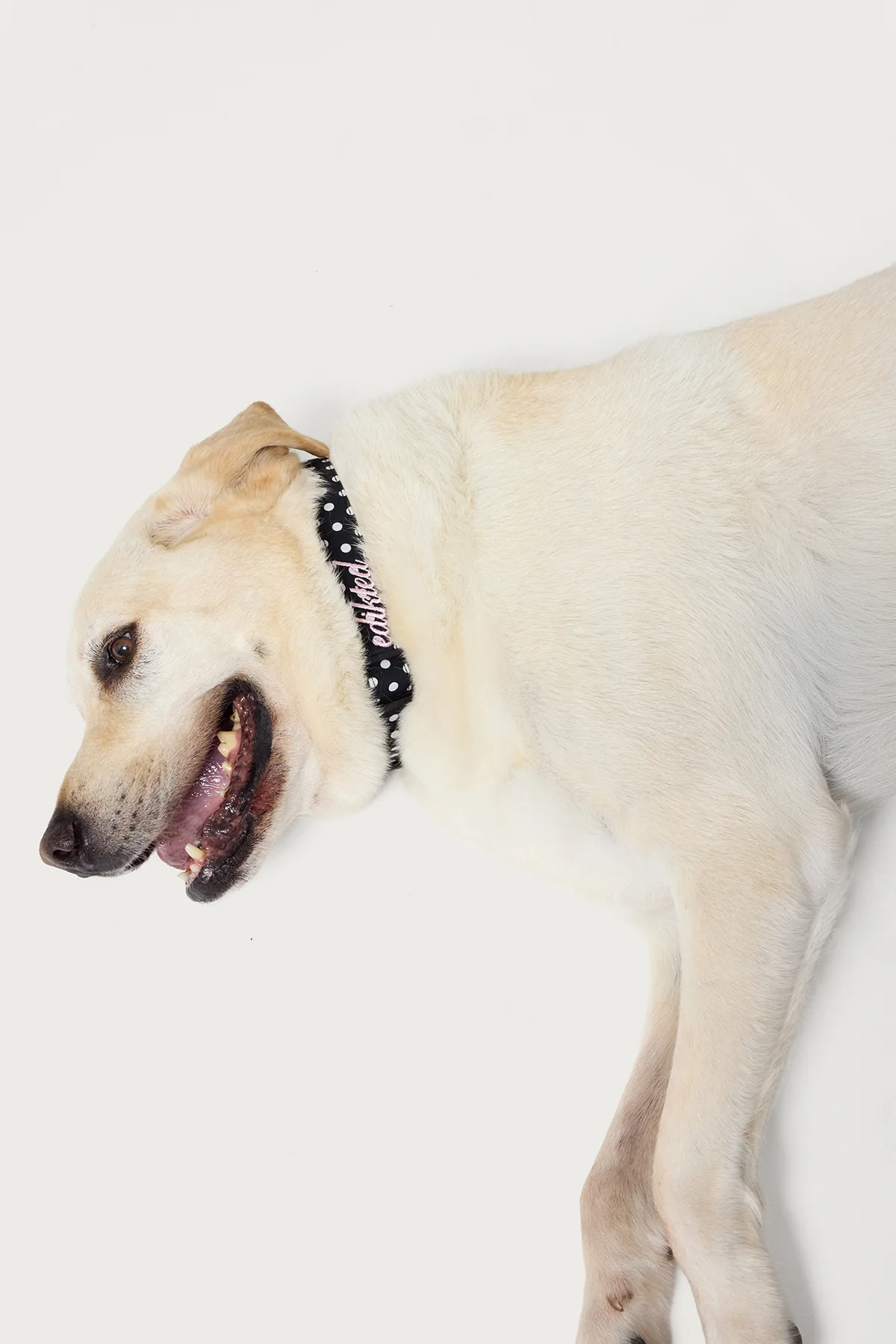 Spotted Edikted Pet Collar - Image 2