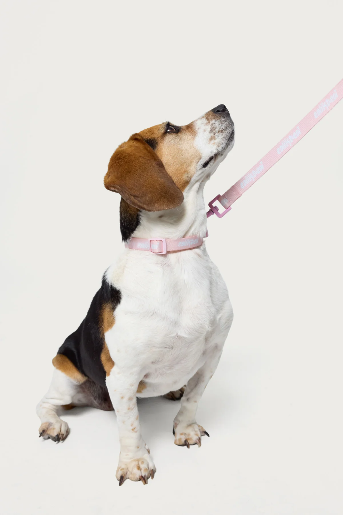 Edikted Pet Leash - Image 2
