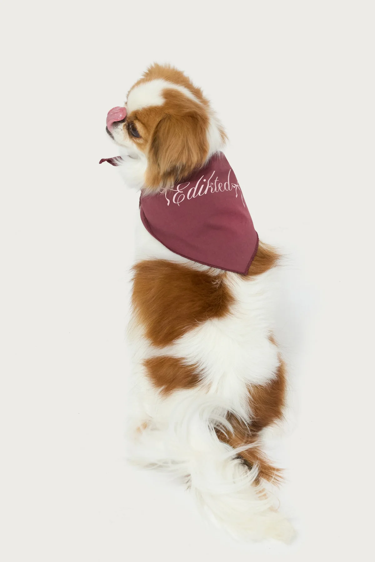 Sasha Bow Pet Bandana - Image 3