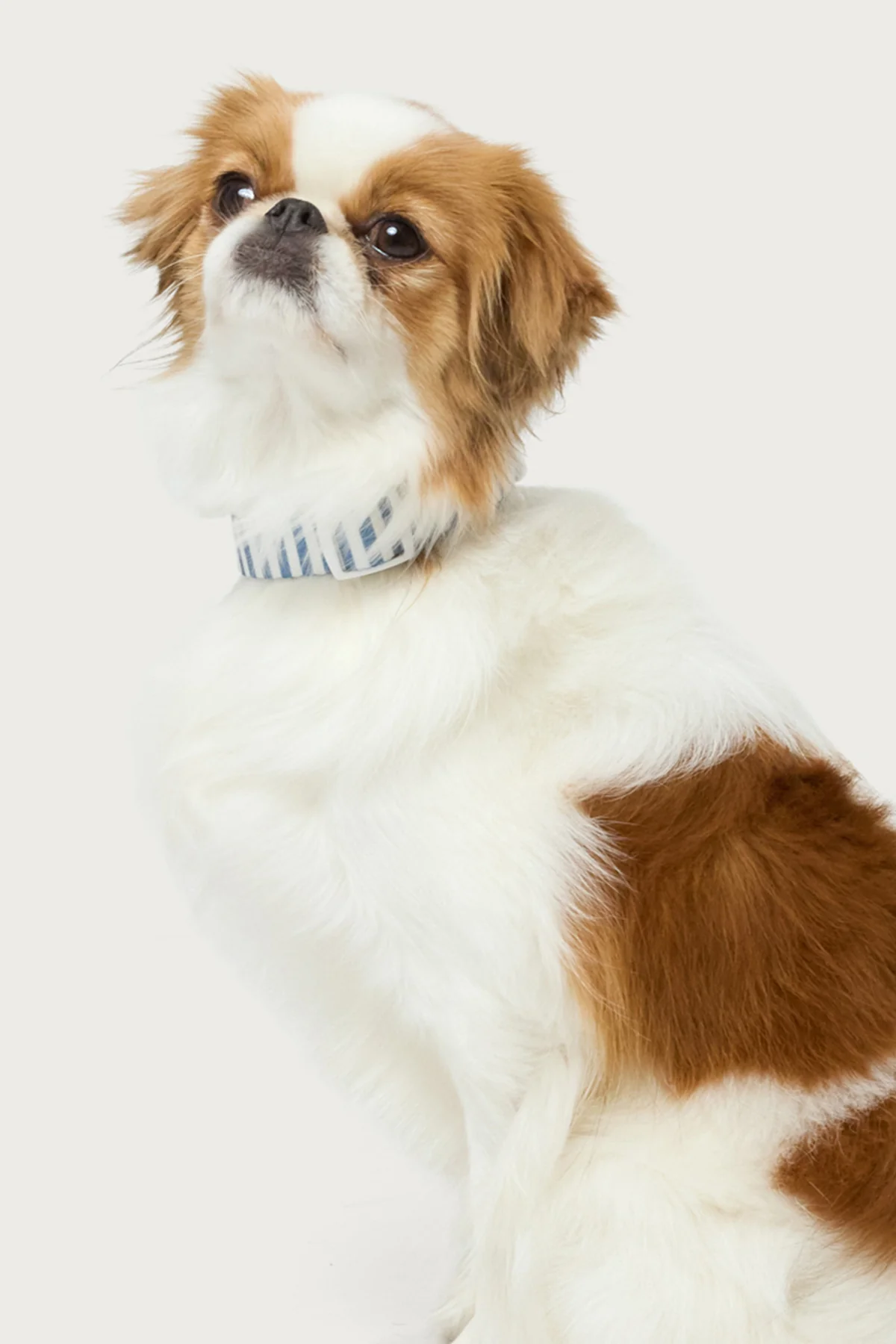 Striped Pet Collar - Image 2
